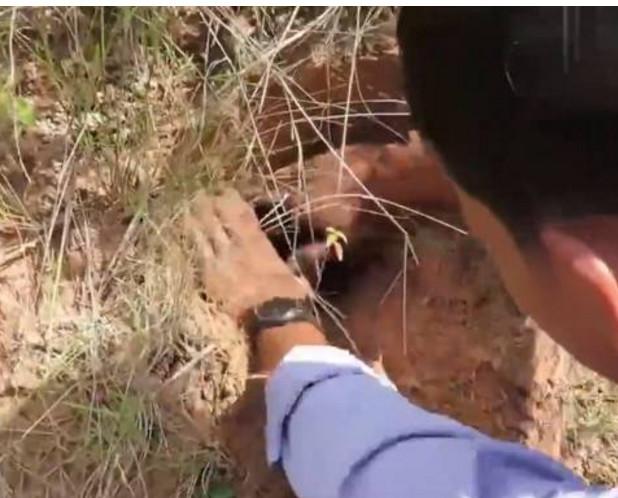村民在地里发现拳头大的洞, 伸手竟掏出野味, 村名顿时乐翻了