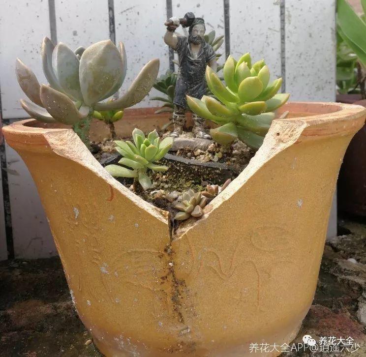 还在买花盆? 她拿破盆养花种肉, 比卖的还要好看!