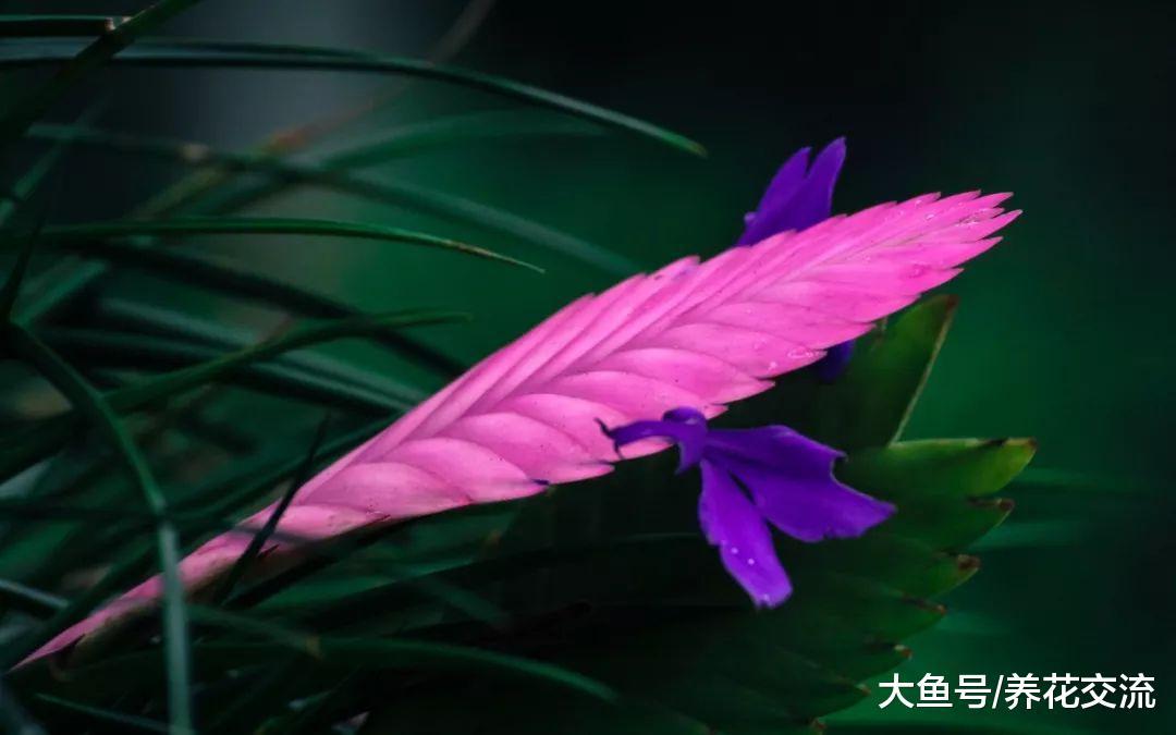 紫凤梨的花朵变绿之后很快就会枯萎, 这个是什么状况呢?