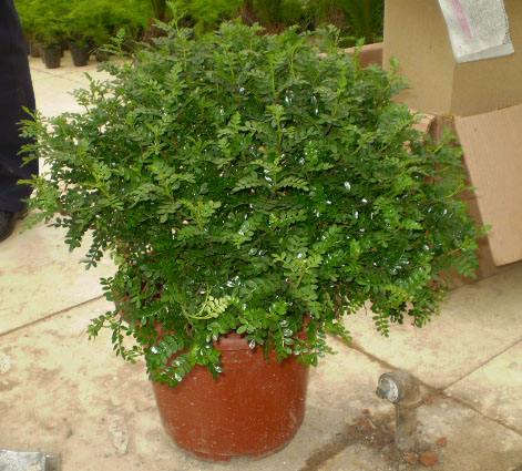 卧室养花不如“养树”, 样子耐看, 释放“香气”比香薰管用!