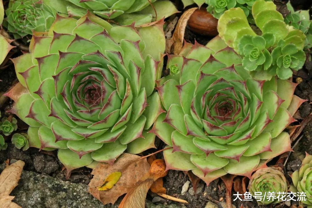 观音莲如何快速繁殖一整个阳台, 用这种方法在夏天也能生长旺盛