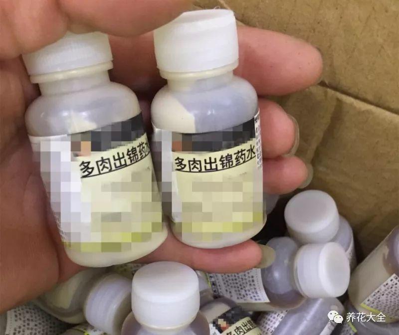 这些多肉全是药锦, 买回家就腐烂, 白给你都别要!