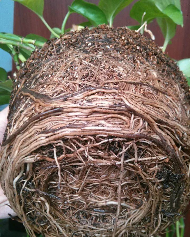 10年的绿萝吊兰打翻盆后, 根长这样, 难怪平时开花难!