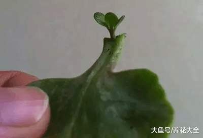 扦插老不生根? 试试这6招, 1盆变10盆, 家里多的放不下!
