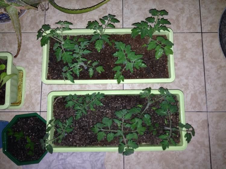 自己动手种番茄? 学会这些, 再也不用花钱买了!