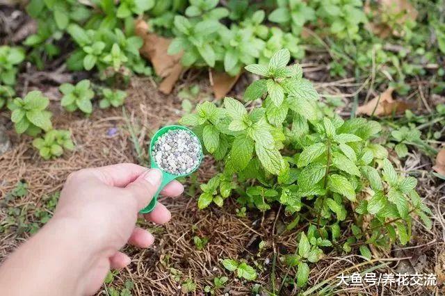 在院子里种上这几种薄荷, 整个院子都是香味, 还能不断采摘