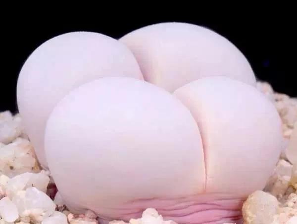 奇葩多肉大集合, 随便拿出一种, 都让你丧失对多肉的爱!