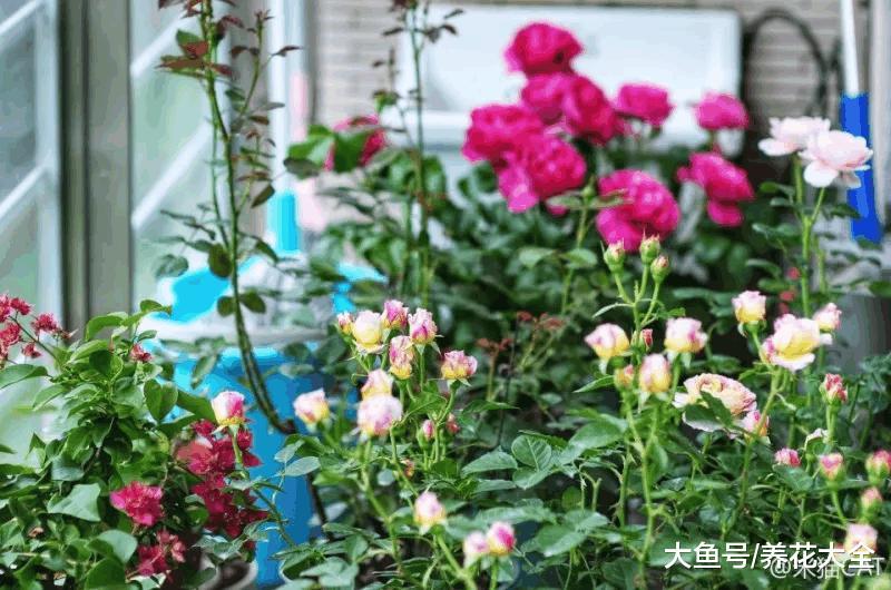 你家的花死透了? 别扔, 1招救活蹭蹭长!