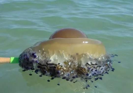 海上漂浮着荷包蛋, 男孩打捞上来后路人不高兴了