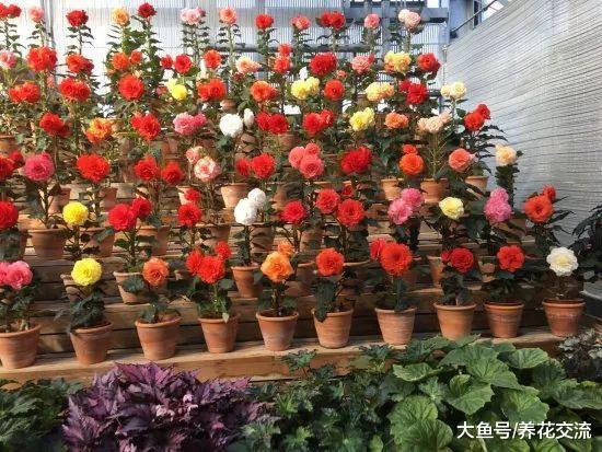 用这7种方法在室内养护秋海棠盆栽, 四季都可以保持开花