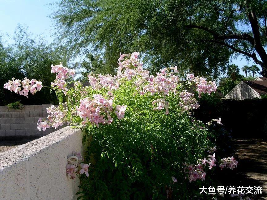 8种可以一年四季连续不断开花的灿烂花卉