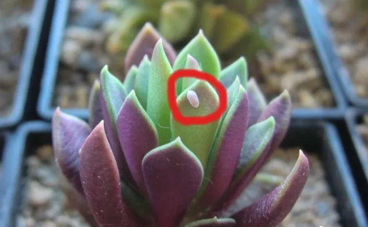 小东西不赶紧杀, 一夜把花啃成猪头, 肠子都要悔青了!