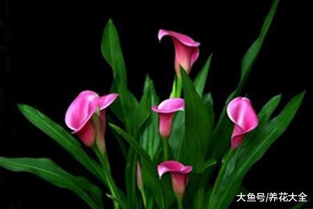 家里的马蹄莲有开花了, 这花真的有毒吗?