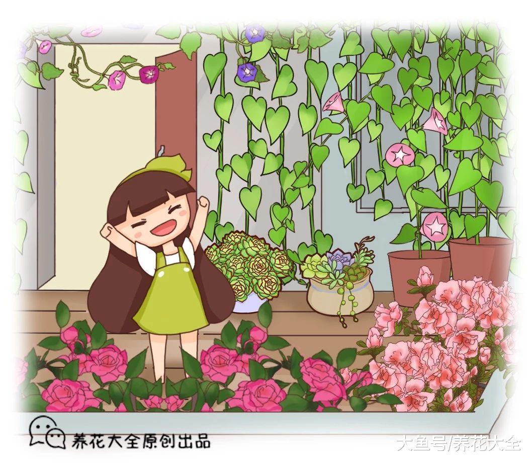 北阳台照样养花, 种上这20种花, 光照少也能开爆盆!