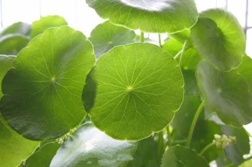 别再傻乎乎的以为铜钱草只会长叶子, 其实人家会开花的, 还很漂亮