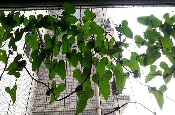 一节山药插水里, 疯狂长藤“冒金豆”, 赚大了!