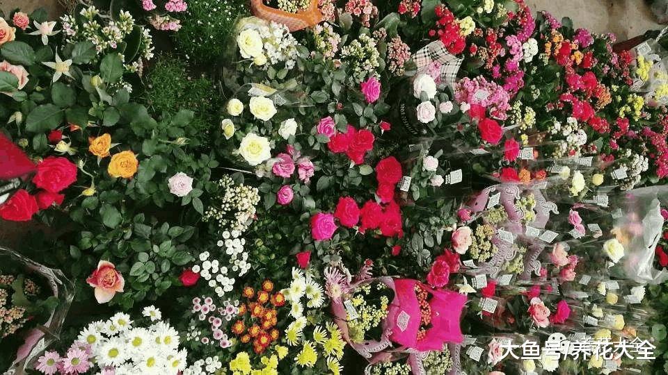 月季盆里撒点它, 月月花开爆, 根本停不下来!