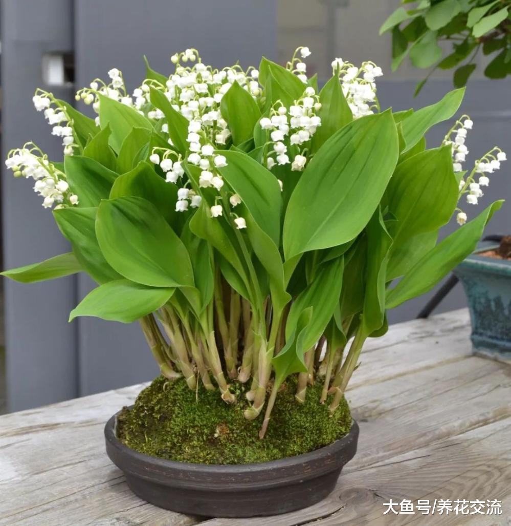 11种花朵特别好看的盆栽花卉, 但很少人能将它们养好