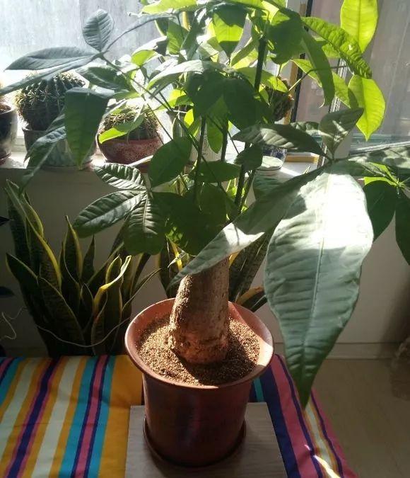 管住手! 这10种花, 冬天越浇越死, 不管才安全!