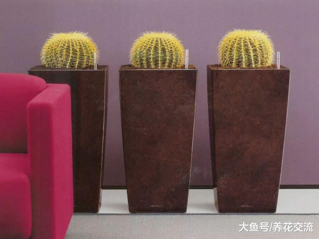 四种适合养在家里的盆栽多肉植物, 能够适应低光照的环境