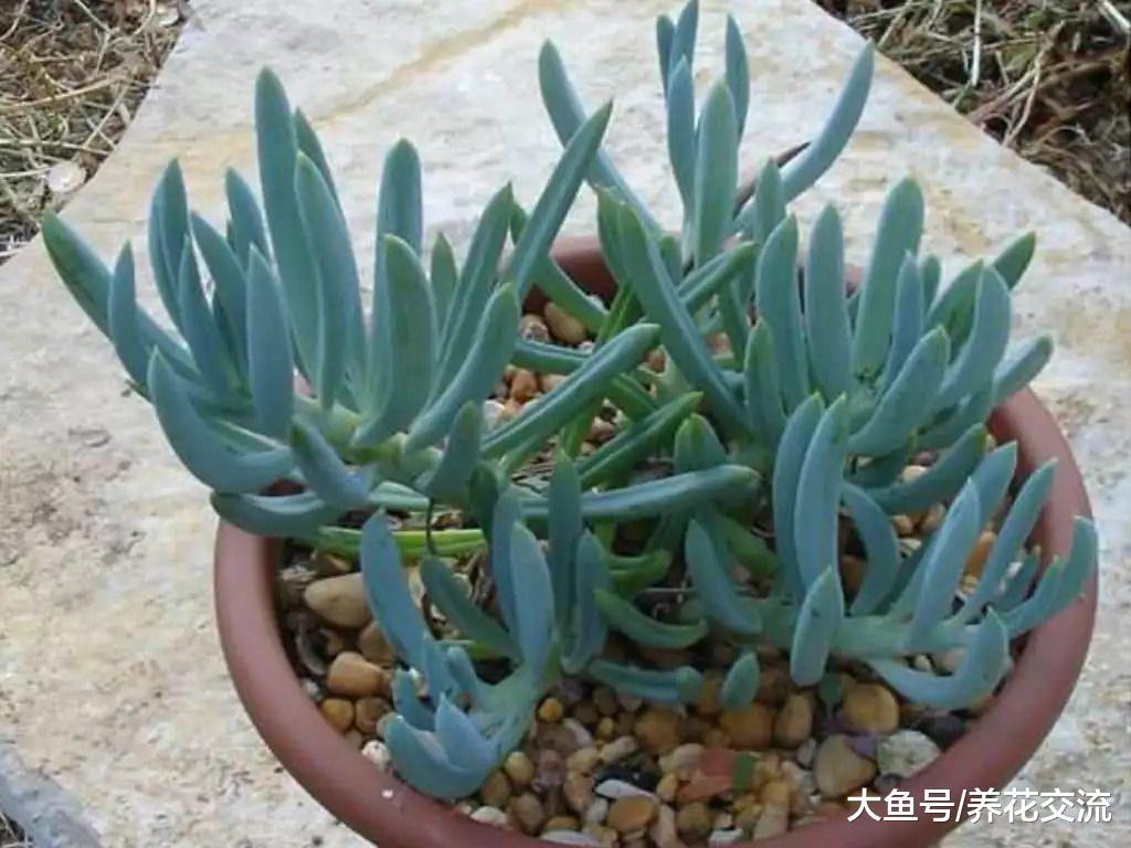 8种在室内也容易照顾的多肉植物盆栽, 园艺新手也能将它们养好