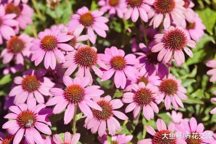 11种适合种后院里的多年生观赏植物, 养护得当能够常年开花