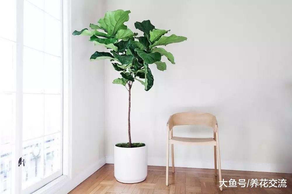 来看看花友们如何用琴叶榕盆栽活跃家里的氛围