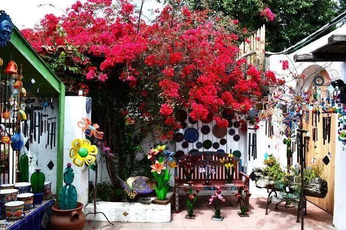 你以为多肉是“小可爱”, 这个古城的仙人掌, 个头比房子还高 !