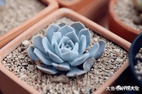 多肉叶子干成皮? 恭喜你, 养成多肉老桩啦!