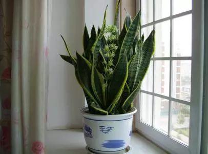 不同窗台放不同植物养殖, 分分钟爆盆, 你家植物适合放哪里?