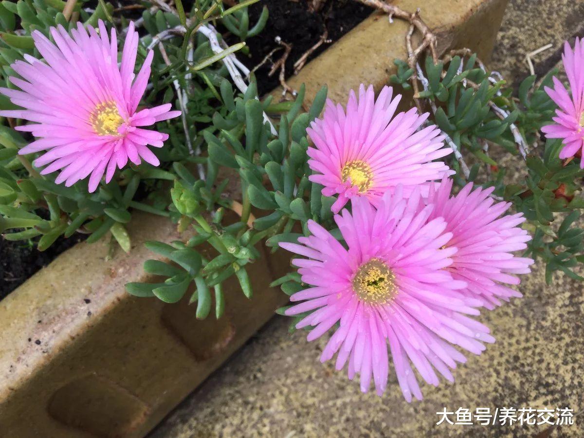 特别耐旱、耐热的美丽日中花, 养在花盆里都不用怎么照顾