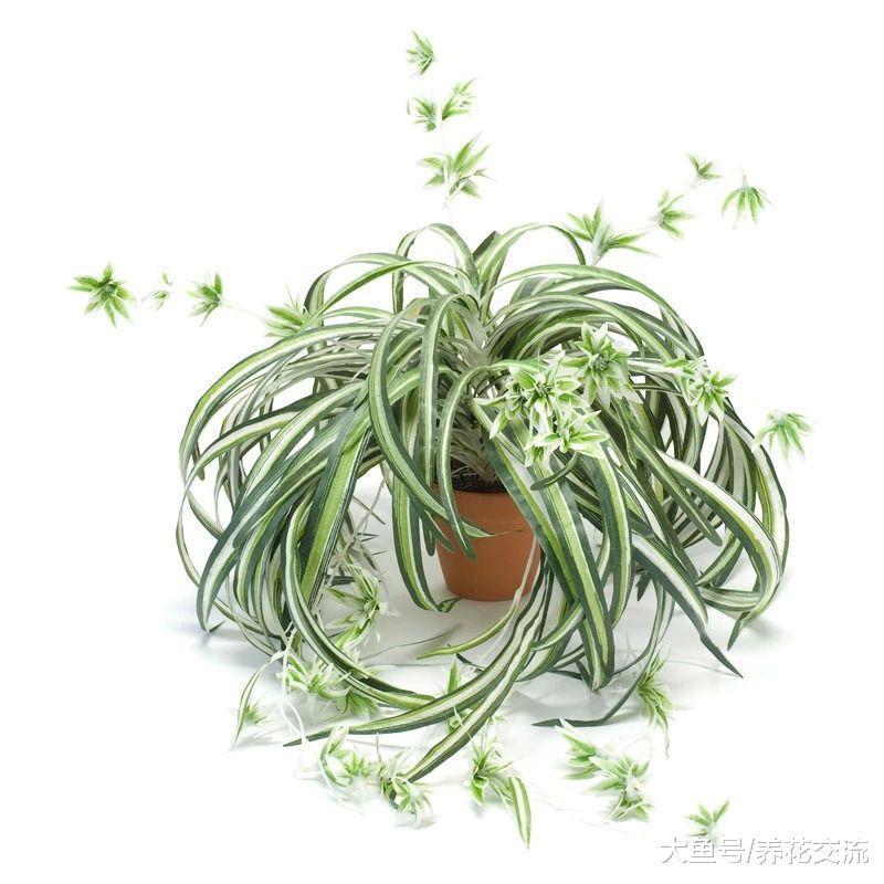掌握三个技巧, 你的盆栽吊兰就能不断长匍匐茎