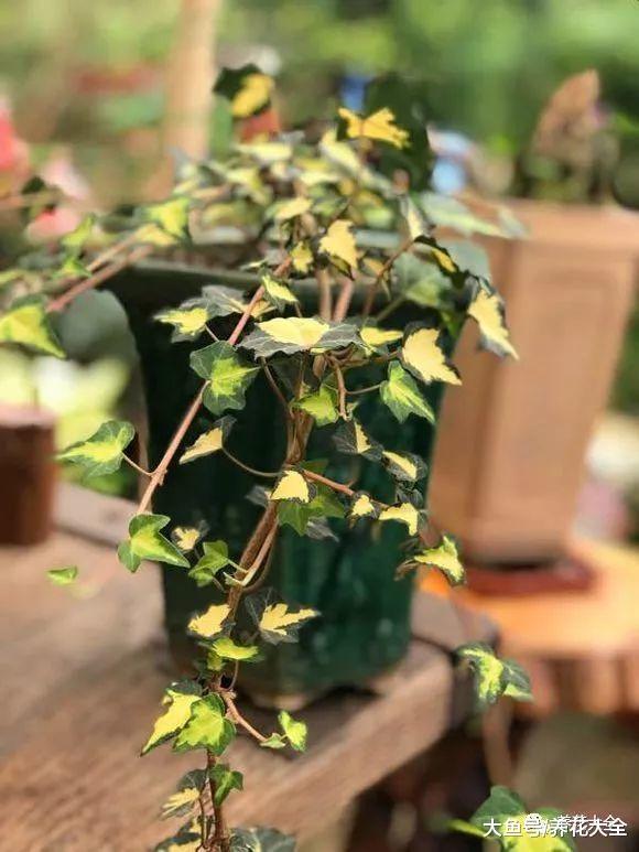 当栀子遇上桂花, 不但是颜值组合, 效果比空气清新剂还管用!