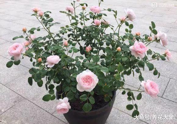 花期超长的10盆花, 养1盆全年有花赏!