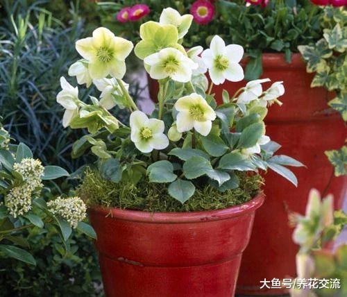 特别耐寒的嚏根草, 种院子里冬春时节能够一直开花