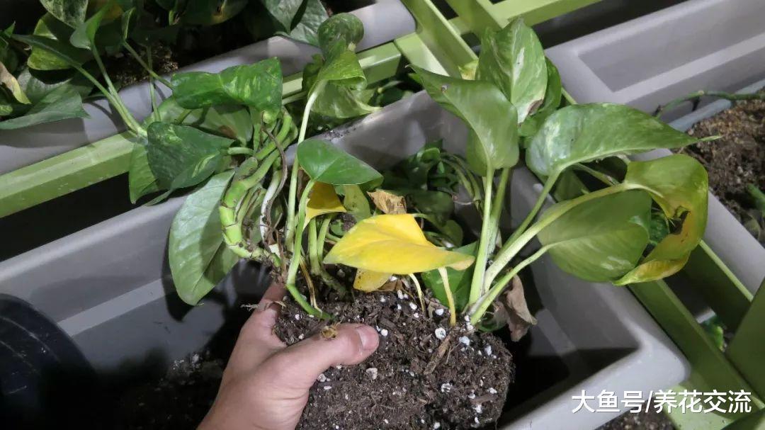 常见的几种室内盆栽植物烂根, 用这种方法处理很快能恢复健康