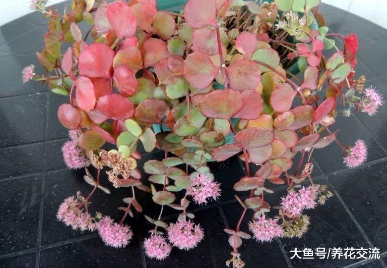 长得像油画里的植物, 这种景天科的植物看一眼就能喜欢上
