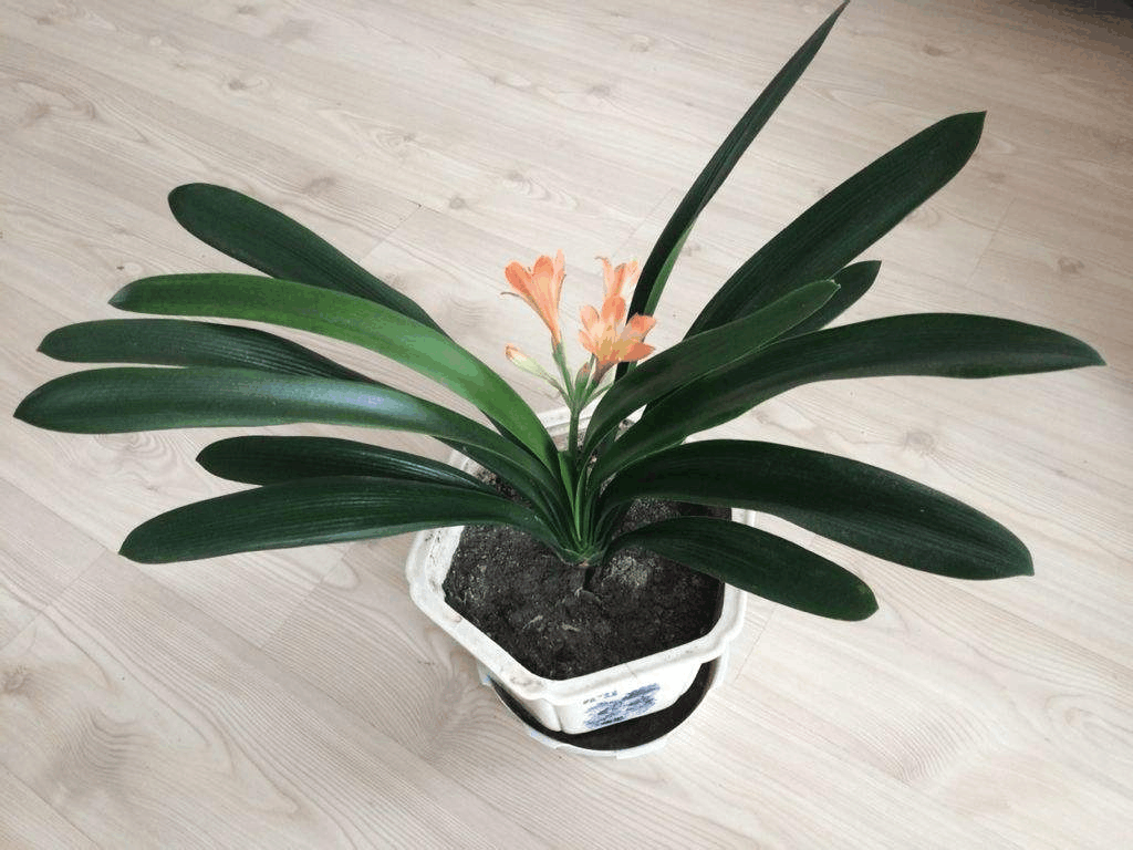 家里君子兰“不开花”? 花盆土还“硬”, 那还不赶紧换盆!