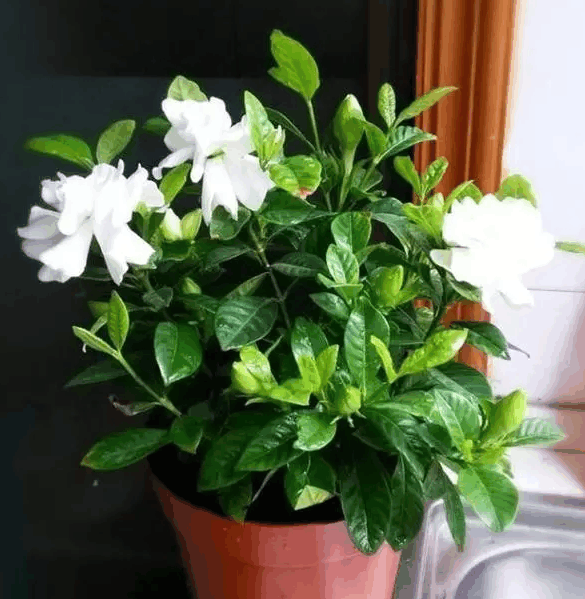失眠真痛苦! 养这4种花, 放松安神能“睡”更香