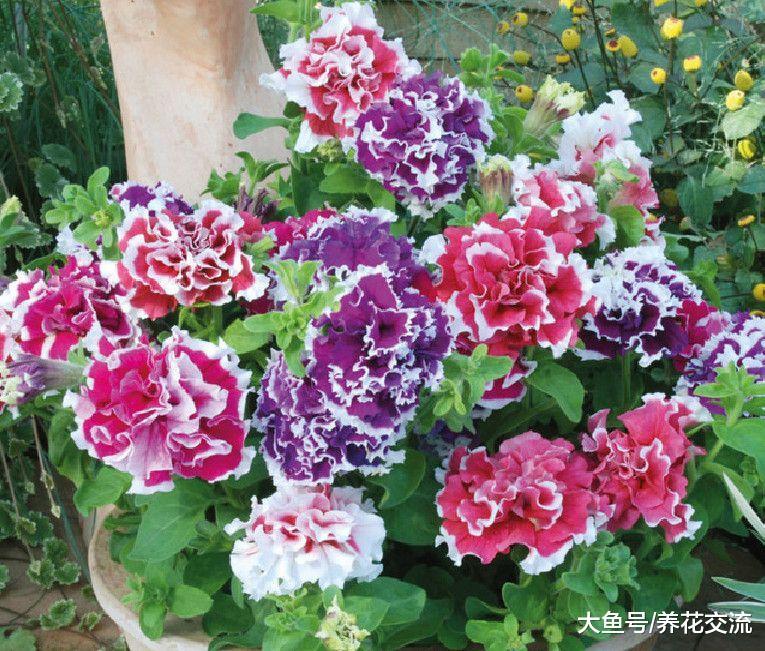 矮牵牛在春秋季节的繁殖方法, 夏季花开旺盛的几个技巧