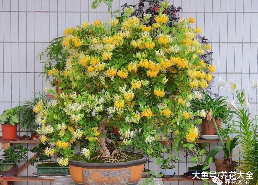 养了18年的金银花, 还能花开不断, 看看他到底是怎么养的吧!