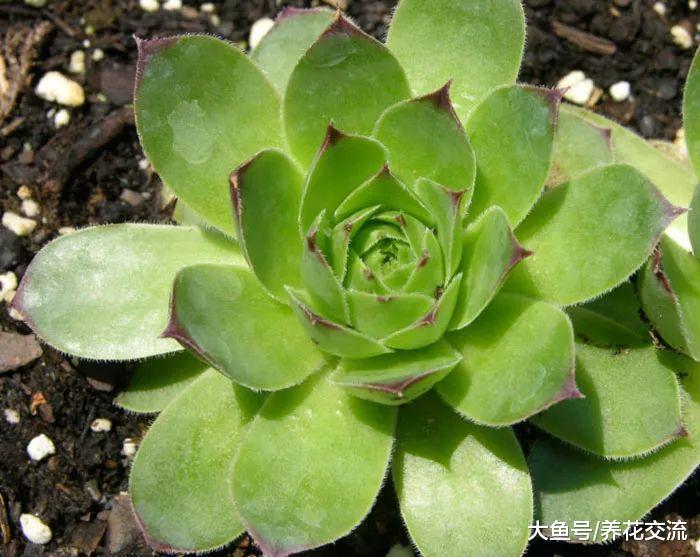 下面这9种植物不用怎么管理都能生长良好, 特别耐旱的花卉