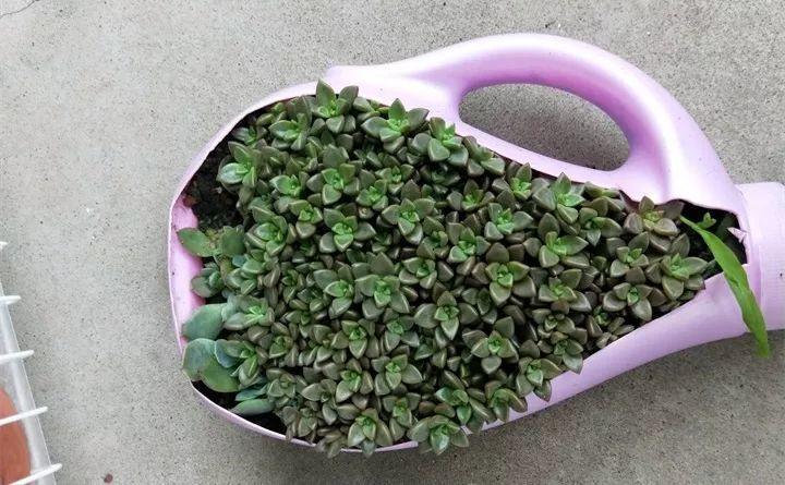 1个废旧洗衣液瓶, 就这么剪一刀, 被她种了100棵多肉!