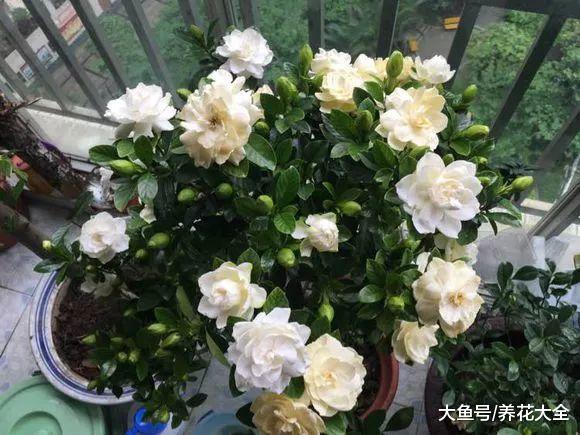 30种花浇水方法, 1句话保花活20年!