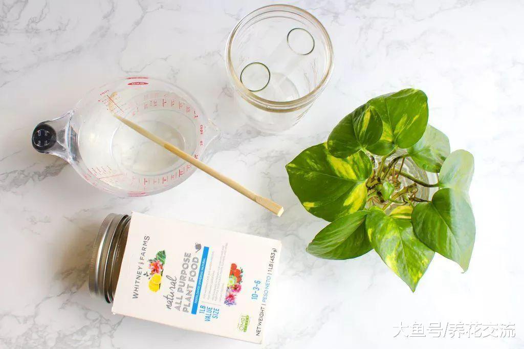 在小杯子里用绿萝的枝条水培扦插, 摆放在桌面上特别清新亮丽