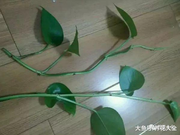 教你怎样水培吊兰, 不仅生根快, 叶子还能绿油油!