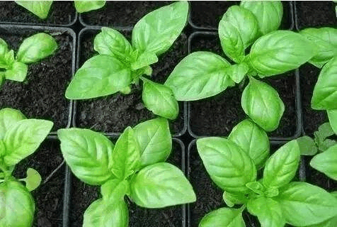 仙人掌不起眼? 用它来“嫁接”植株, 成活率蹭蹭长!