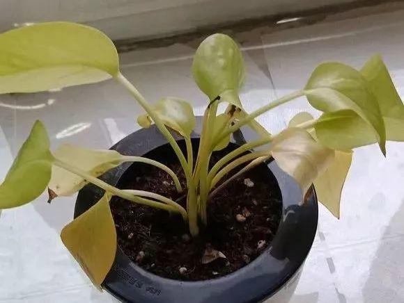 这8种花, 一到秋天就黄叶, 再不救只剩盆了!