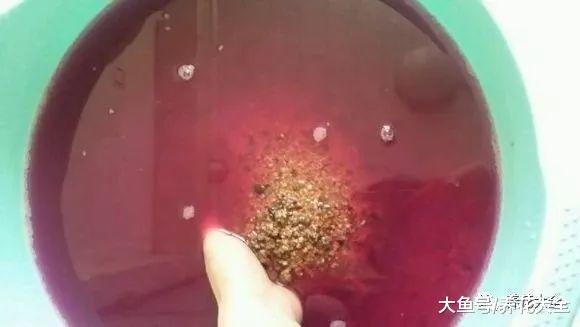 路边捡点小东西, 养花不烂根, 噌噌开爆盆!