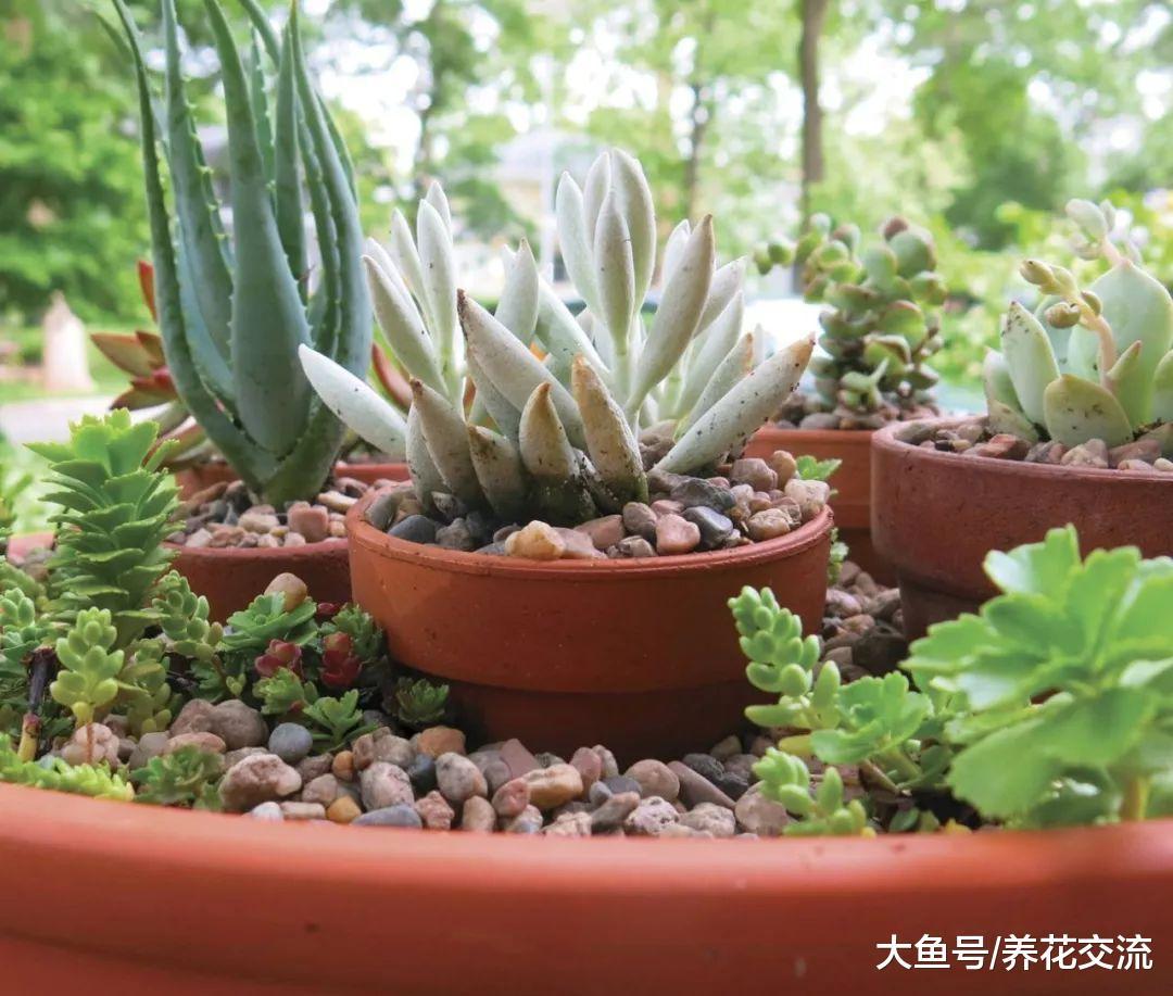 朋友买来的几十盆多肉植物, 过了夏季只剩下空盆, 这是什么状况